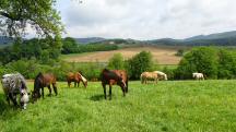 ein schnes Bild beim Gestt Stutenmilchhof Gallistl 